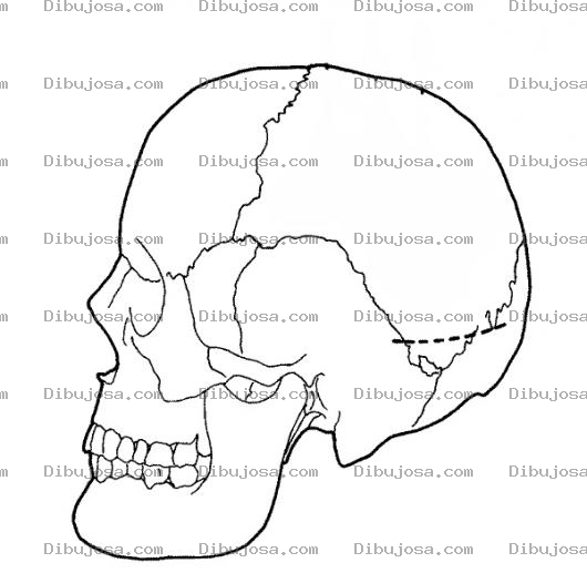 Dibujo para colorear Dibujo Del Craneo Humano Para Pintar Y Colorear