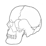Dibujo para colorear Dibujo Del Craneo Humano Para Pintar Y Colorear