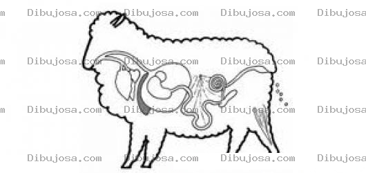 Dibujo para colorear Sustema Digestivo De Una Oveja Para Colorear