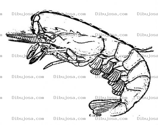 Dibujo para colorear Dibujo De Camaron Jumbo Para Pintar Y Colorear Camaron Real