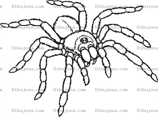 Dibujo para colorear Dibujo De Tarantula Venenosa Para Colorear