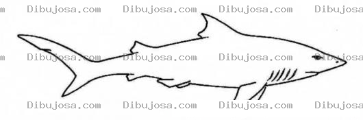 Dibujo para colorear Dibujo De Tiburon Blanco Para Pintar Y Colorear