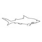 Dibujo para colorear Dibujo De Tiburon Blanco Para Pintar Y Colorear