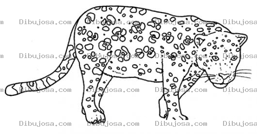 Dibujo para colorear Dibujo De Un Leopardo Para Colorear