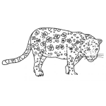 Dibujo para colorear Dibujo De Un Leopardo Para Colorear