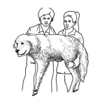 Dibujo para colorear Pareja De Veterinarios Cargando A Un Perro Para Pintar Y Colorear A Un Veterinario Con Su Asitente