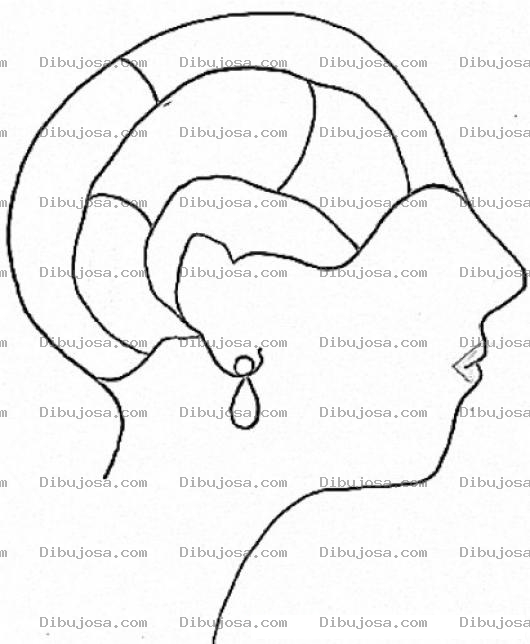 Dibujo para colorear Cerebro De Mujer Para Pintar Y Colorear El Cerebro De Una Mujer