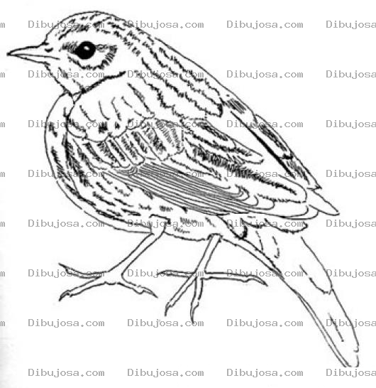 Dibujo para colorear Dibujo De Pajarito Para Pintar Y Colorear Canarito Amarillo