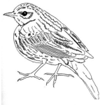 Dibujo para colorear Dibujo De Pajarito Para Pintar Y Colorear Canarito Amarillo
