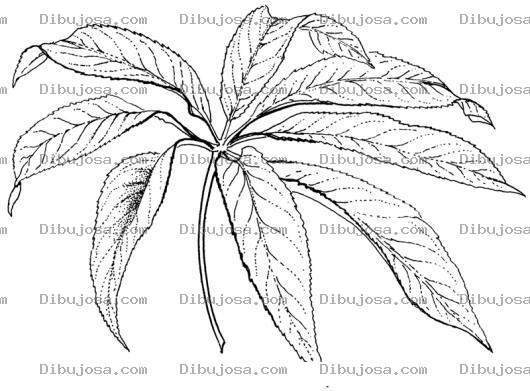 Dibujo para colorear Dibujo De Una Planta Silvestre Para Pintar Y Colorear