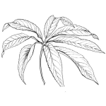 Dibujo para colorear Dibujo De Una Planta Silvestre Para Pintar Y Colorear