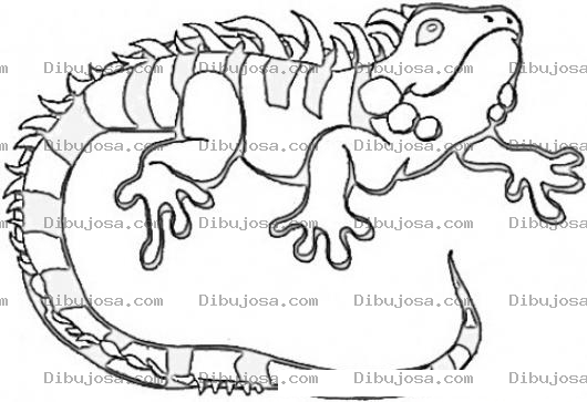 Dibujo para colorear Dibujo De Una Iguana Para Pintar Y Colorear
