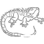 Dibujo para colorear Dibujo De Una Iguana Para Pintar Y Colorear