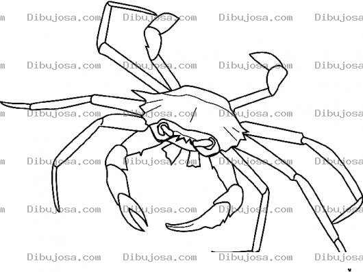 Dibujo para colorear Dibujo De Una Jaiba Para Pintar Y Colorear Cangura