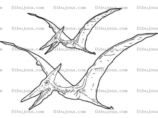 Dibujo para colorear Colorear Terodactilos