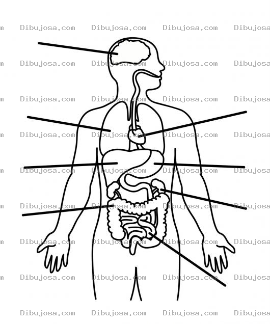 Dibujo para colorear Dibujo De Los Organos Del Cuerpo Para Pintar Y Colorear
