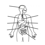 Dibujo para colorear Dibujo De Los Organos Del Cuerpo Para Pintar Y Colorear