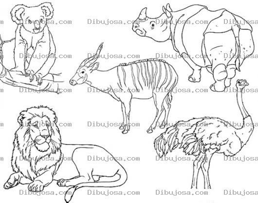 Dibujo para colorear Colorear Animales de la Selva