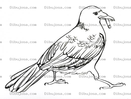 Dibujo para colorear Pajaro Fumador Dibujo De Pajaro Con Cigarro En El Pico Para Colorear