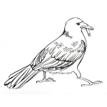 Dibujo para colorear Pajaro Fumador Dibujo De Pajaro Con Cigarro En El Pico Para Colorear