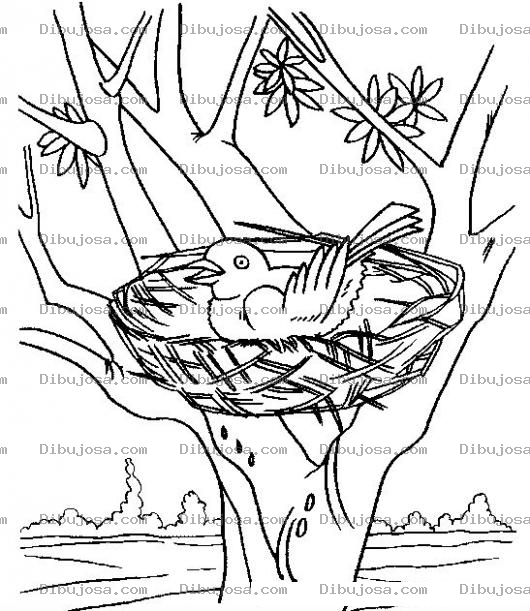 Dibujo para colorear Dibujo De Nido De Pajaro Para Pintar Y Colorear Pajarita Empollando Huevos En Un Arbol