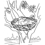 Dibujo para colorear Dibujo De Nido De Pajaro Para Pintar Y Colorear Pajarita Empollando Huevos En Un Arbol