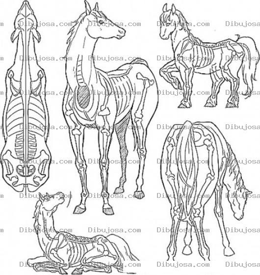 Dibujo para colorear Esqueleto De Un Caballo Para Pintar Y Colorear Anatomia Osea Completa De Los Caballos