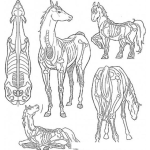 Dibujo para colorear Esqueleto De Un Caballo Para Pintar Y Colorear Anatomia Osea Completa De Los Caballos