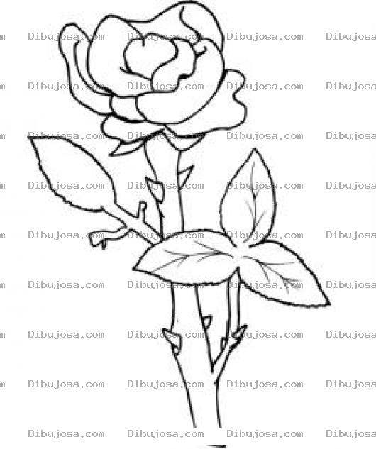 Dibujo para colorear Dibujo De Una Rosa Para Pintar Y Colorear