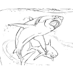Dibujo para colorear Colorear Tiburones