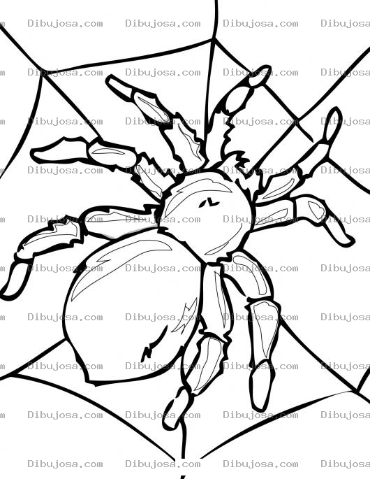 Dibujo para colorear Tarantula Para Colorear Y Pintar