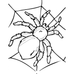Dibujo para colorear Tarantula Para Colorear Y Pintar