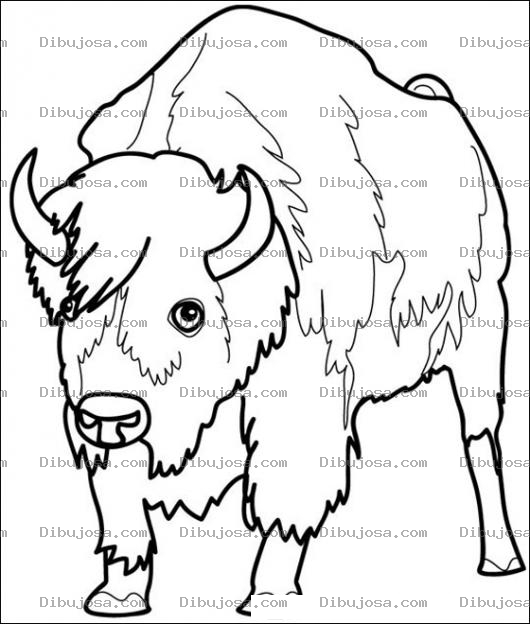 Dibujo para colorear Colorear Bisonte Bufalo