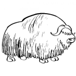 Dibujo para colorear Dibujo De Bufalo Peludo Para Pintar Y Colorear