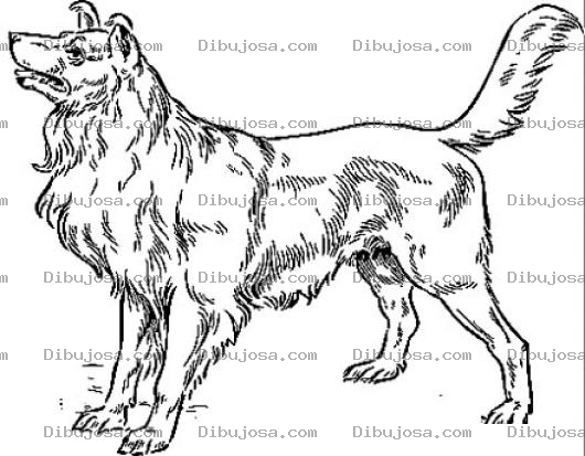 Dibujo para colorear Colorear Perro Lazy Para Pintar Y Colorear A Lasy