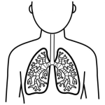 Dibujo para colorear Dibujo De Los Pulmones Para Pintar Y Colorear