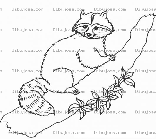Dibujo para colorear Dibujo De Un Mapache En Un Tronco De Arbol Para Pintar Y Colorear Un Mapachito