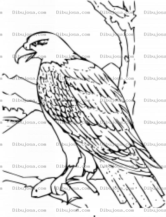 Dibujo para colorear Dibujo De Aguila Con Un Pescado En Su Garra Para Pintar Y Colorear