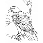 Dibujo para colorear Dibujo De Aguila Con Un Pescado En Su Garra Para Pintar Y Colorear