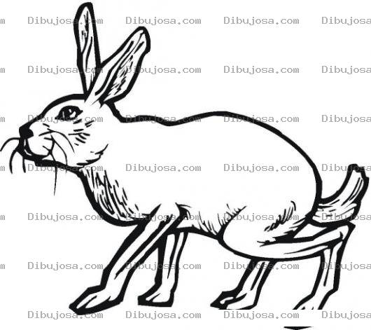 Dibujo para colorear Colorear Conejo Caminando Sigilosamente
