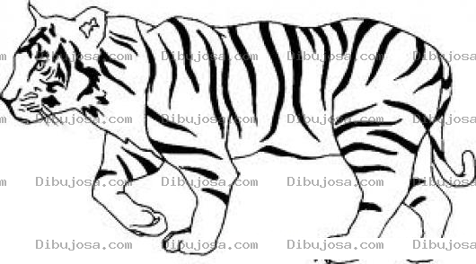 Dibujo para colorear Dibujo De Un Tigre De Rayas Negras Para Pintar Y Colorear