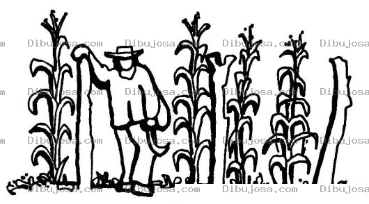 Dibujo para colorear Milpero Dibujo De Un Campesino Tapiscando Su Milpta Para Pintar Y Colorear Plantas De Elotes