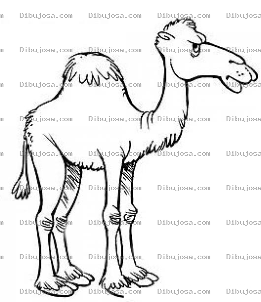 Dibujo para colorear Dibujo De Camello Enojado Para Colorear