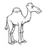 Dibujo para colorear Dibujo De Camello Enojado Para Colorear