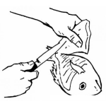 Dibujo para colorear Como Fileterar Un Pescado