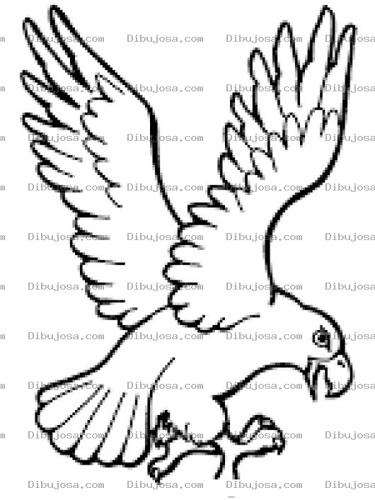 Dibujo para colorear Dibujo De Aguila Con Garras Extendidas Para Pintar Y Colorear