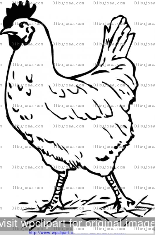 Dibujo para colorear Dibujo De La Gallina Que Cruzo El Camino Para Pintar Y Colorear