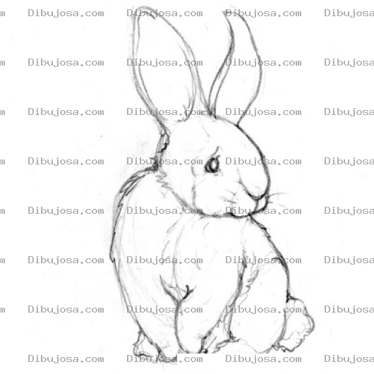 Dibujo para colorear Dibujo De Conejo Timido Para Pintar Y Colorear