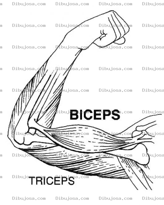 Dibujo para colorear Biceps Y Triceps Dibujo De Los Musculos Del Brazo Para Pintar Y Colorear