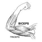 Dibujo para colorear Biceps Y Triceps Dibujo De Los Musculos Del Brazo Para Pintar Y Colorear